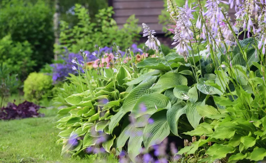Plantera perenner rätt - så bygger du en stark rabatt
