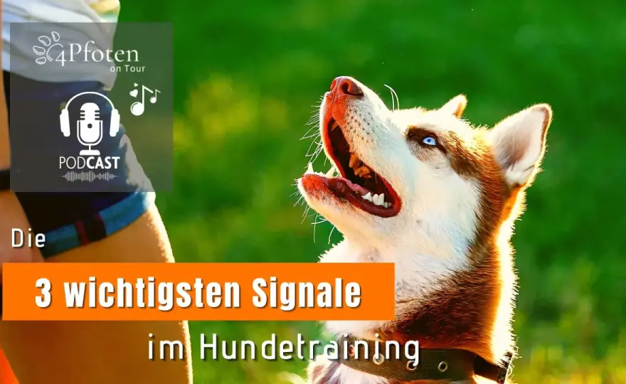 Tricktraining für Hunde - so klappt es mit klaren Signalen