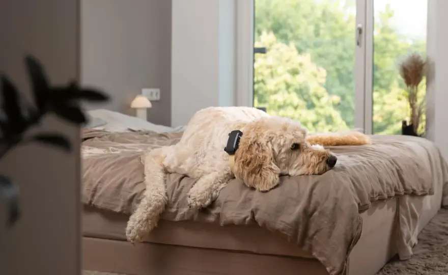 Musique douce pour chien - Ça marche vraiment ? Guide complet