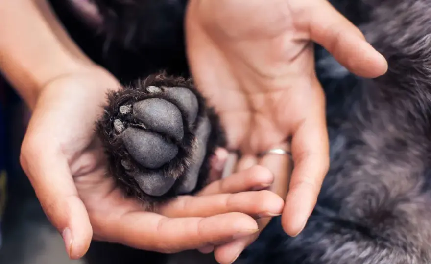 Coussinet à vif chez le chien - Soins d'urgence et prévention
