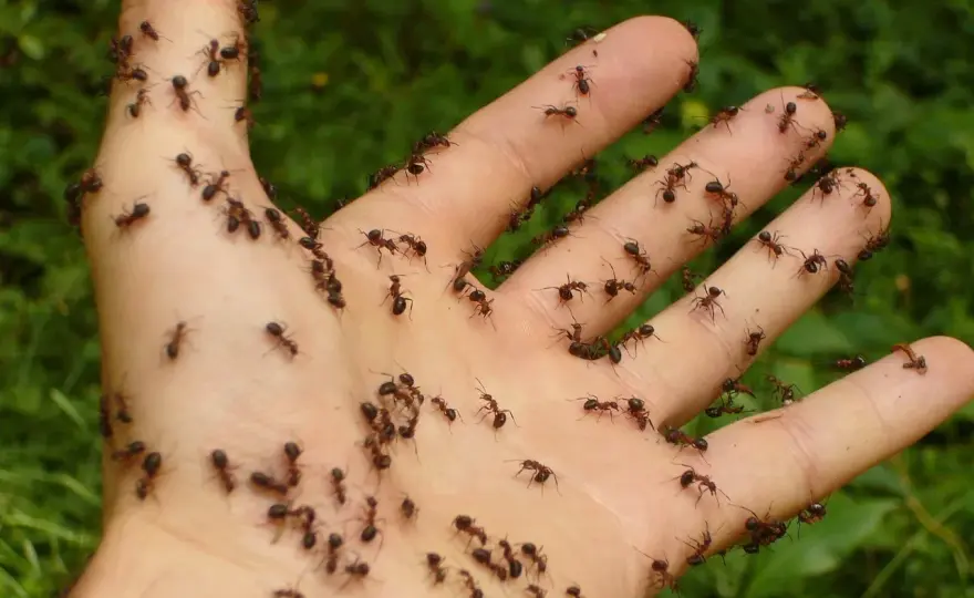 Czego nie lubią mrówki - Jak naturalnie odstraszyć je z ogrodu?