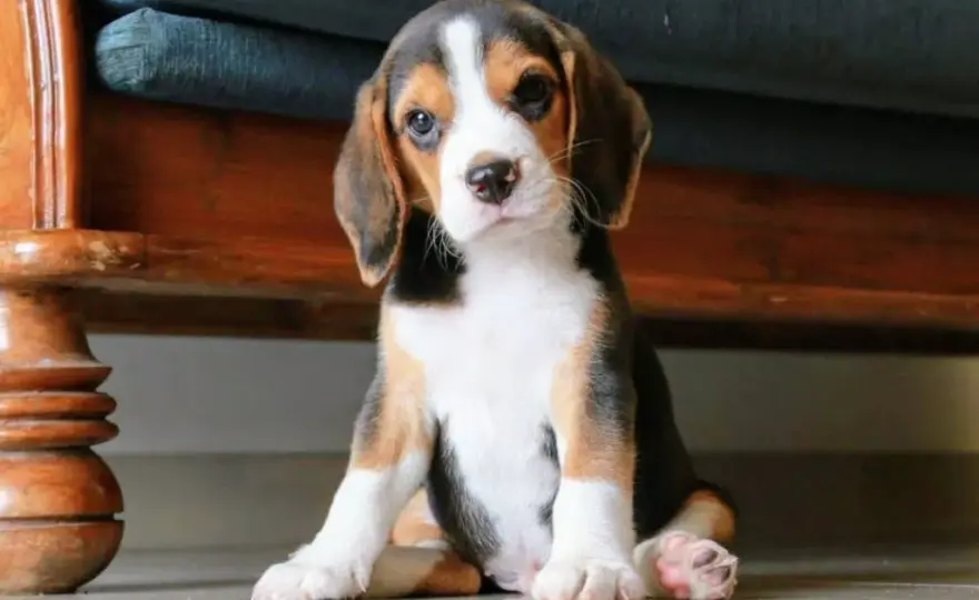 Ile kosztuje szczeniak beagle? Sprawdź, co wpływa na cenę