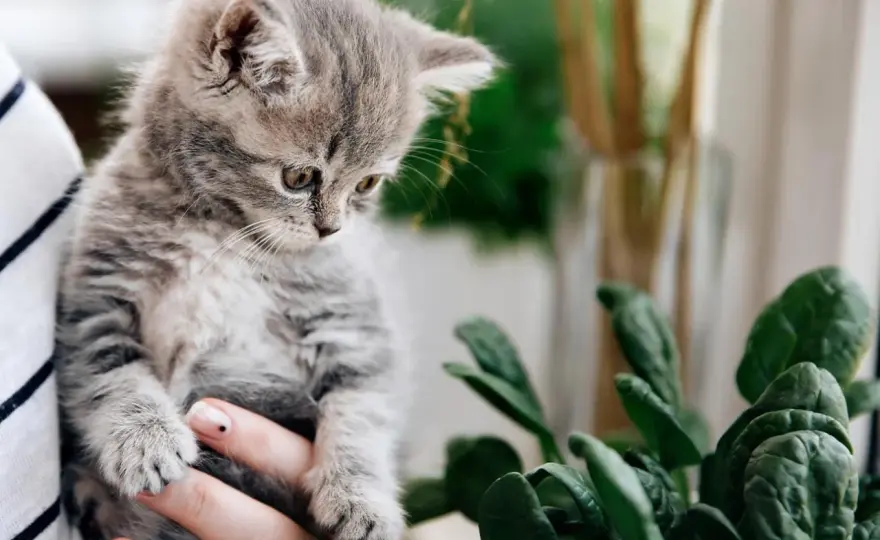 Can Cats Eat Spinach? The Vet's Guide to Safety & Risks