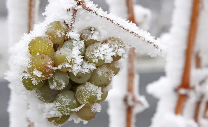 Eiswein verstehen - Der Guide zum edelsüßen Winterwunder