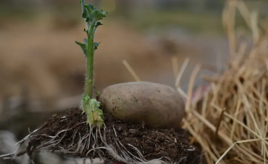 Potatis i pallkrage - så lyckas du med jord, sättning och skörd