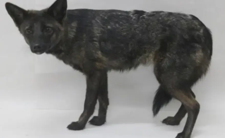 How Many Chromosomes Do Dogs Have? The Surprising Truth