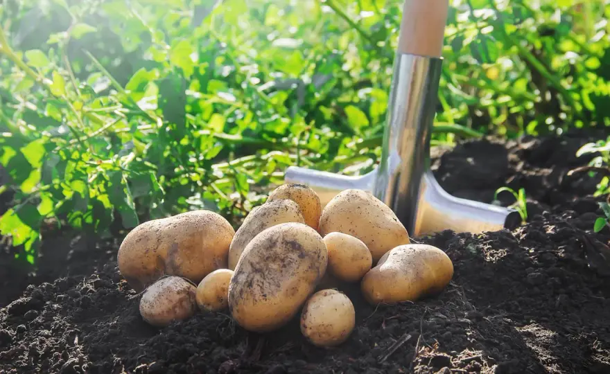 Pommes de terre au potager - La méthode simple pour réussir
