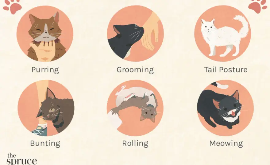 Cat Affection Signs - How to Truly Understand Your Cat