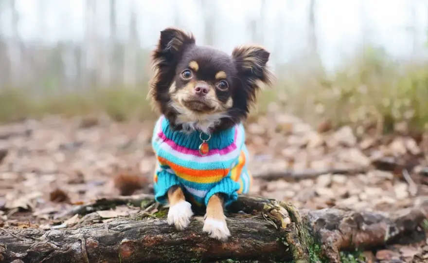Hundepullover gratis nähen – So passt er wirklich!