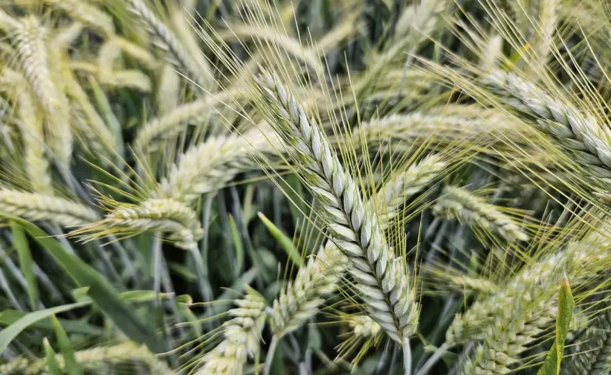 Triticale Sortenwahl - So finden Sie die beste Sorte
