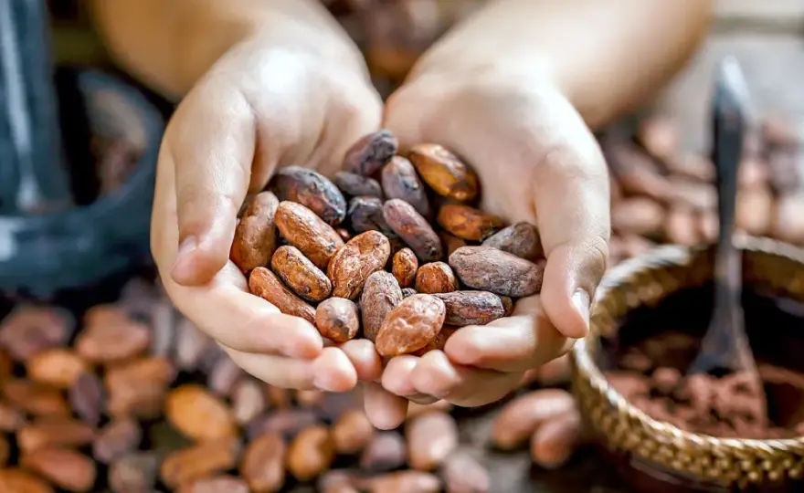 Fave di cacao in cucina - Ricette e trucchi per usarle bene