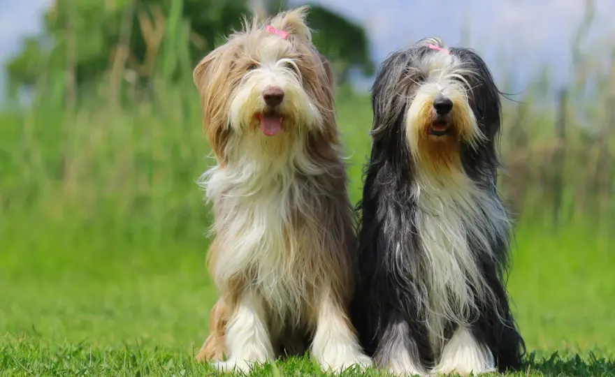 Bearded Collie im Alltag - passt diese Rasse zu dir?