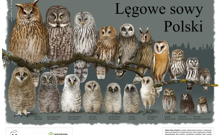 Sowy w Polsce - 11 gatunków, ochrona i gdzie je spotkać