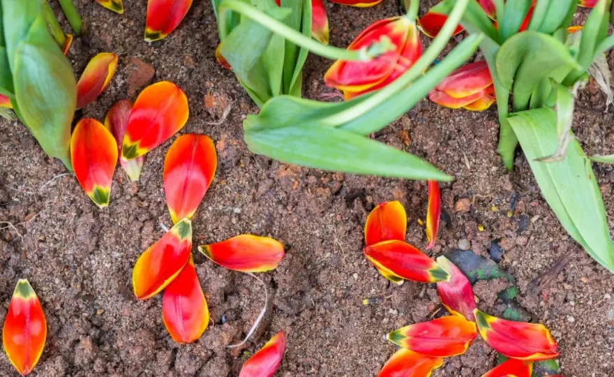 Tulipany po przekwitnięciu - jak je przycinać, by zakwitły za rok?