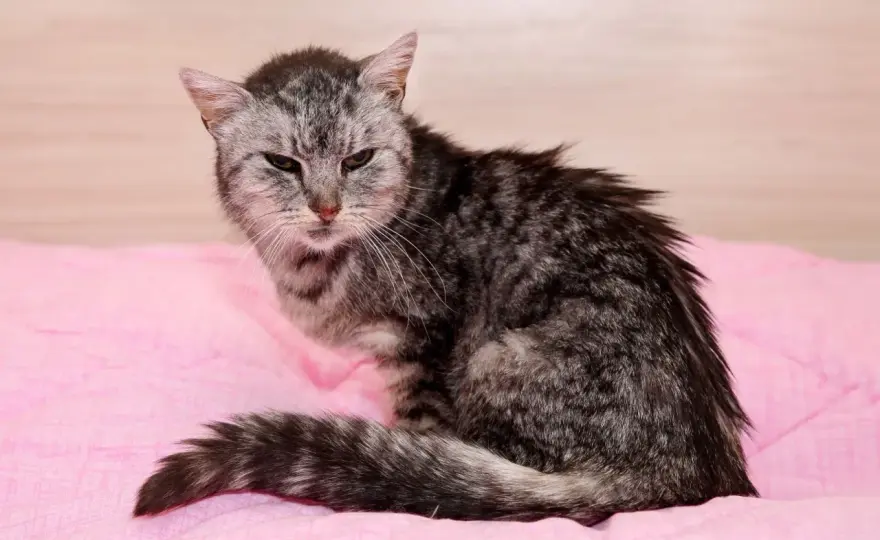 Ältere Katze knochig? So erkennst du den Unterschied