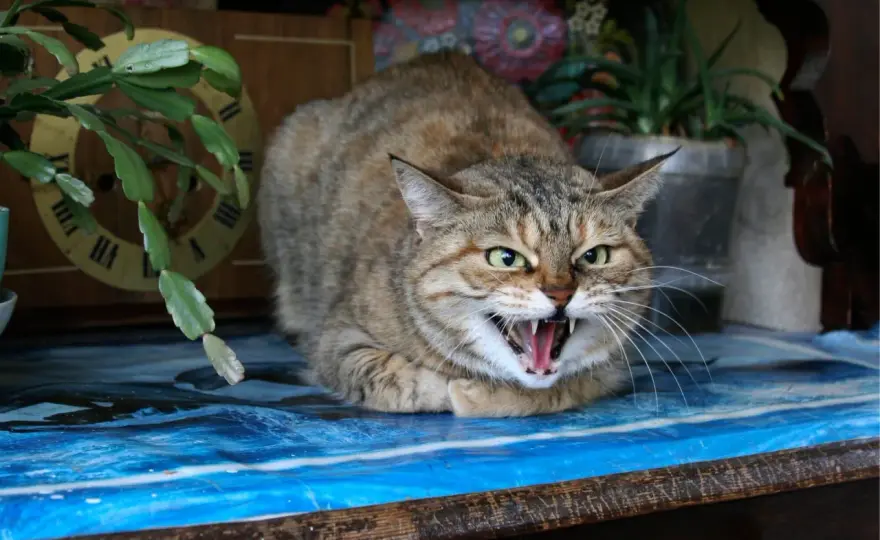 Chat qui feule sur son humain - Pourquoi et que faire ?