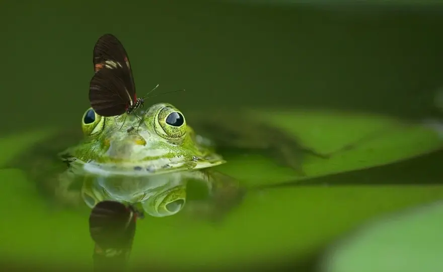 Soñar con ranas - ¿Qué significa tu cambio interior?