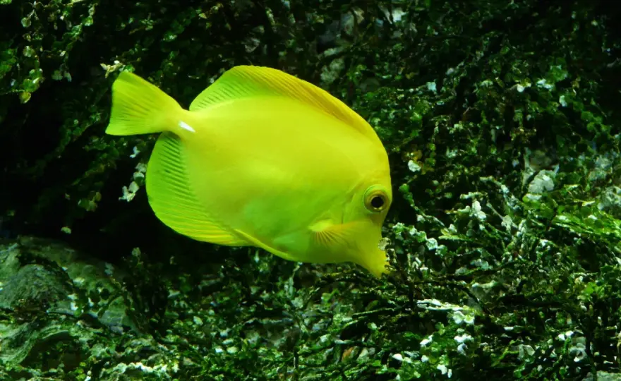 Kirurgfisk i saltvattensakvarium - En komplett guide