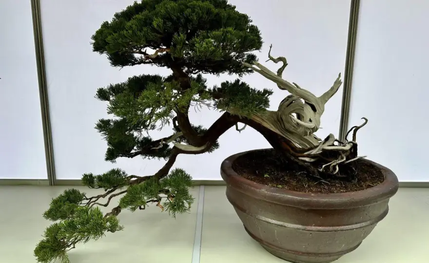 Jak zrobić drzewko bonsai z tui – proste kroki i błędy, których unikać