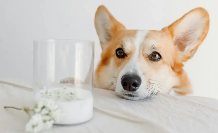 ¿Perros pueden beber leche? La verdad sobre lactosa y riesgos