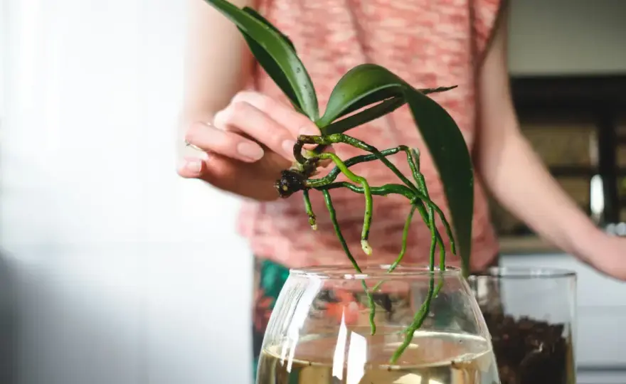 Orchideen im Glas ohne Erde pflegen - so klappt es wirklich