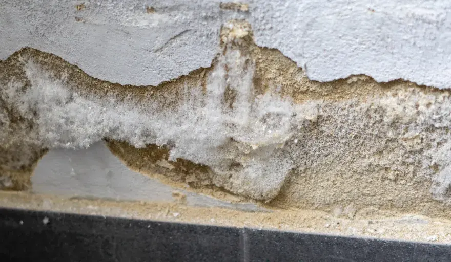 Salpeter an der Wand? Ursachen erkennen & richtig handeln
