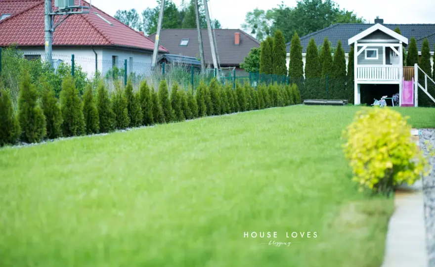 Tuja na pniu – jak zaaranżować ogród, by zachwycał?