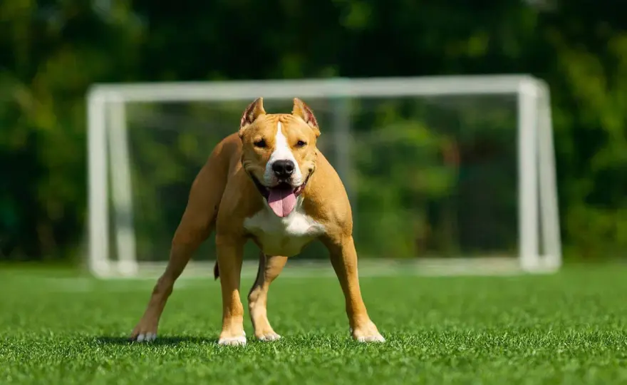 Jak wygląda amstaff? Rozpoznaj rasę po wyglądzie!
