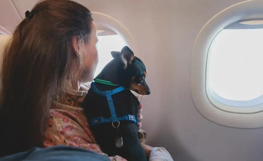Pies w Ryanair – czy poleci? Sprawdź zanim kupisz bilet!