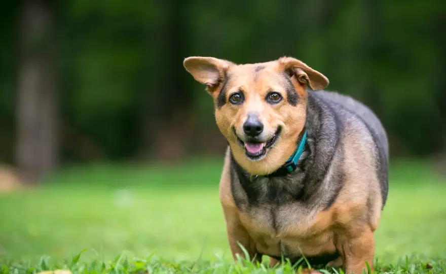 Chien stérilisé en surpoids - Comment le faire maigrir sans l'affamer ?