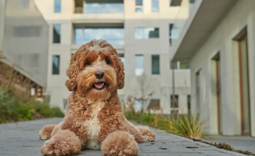 Labradoodle - co warto wiedzieć o sierści, charakterze i kosztach