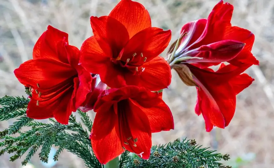 Amaryllis - Que signifie cette fleur majestueuse ?