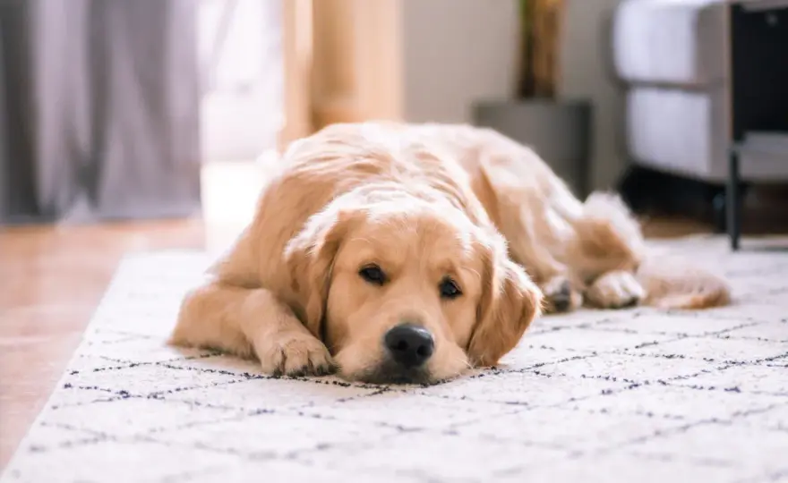 Chien seul - Finie l'anxiété de séparation !