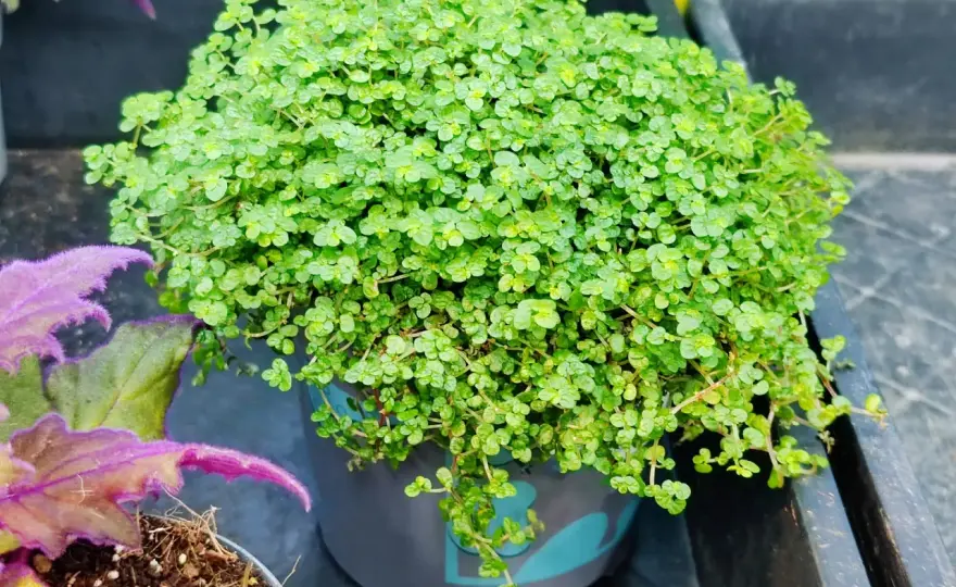 Plantas de sombra y frío - Transforma tu rincón oscuro