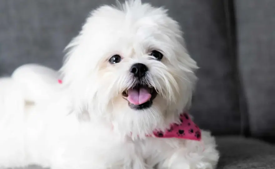 Shih tzu - charakter, pielęgnacja i zdrowie. Czy to pies dla Ciebie?