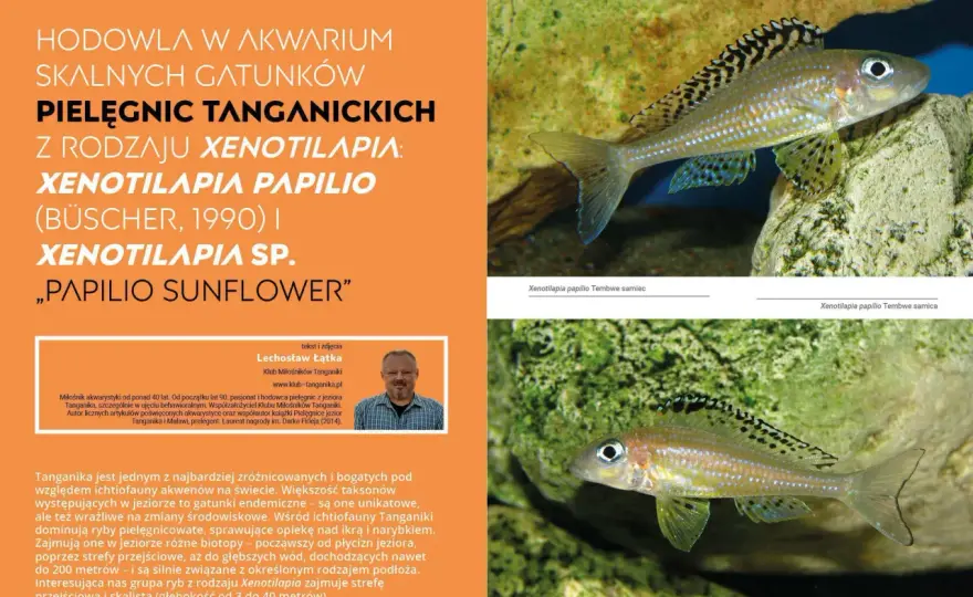 Akwarium Tanganika - Przewodnik dla początkujących i zaawansowanych