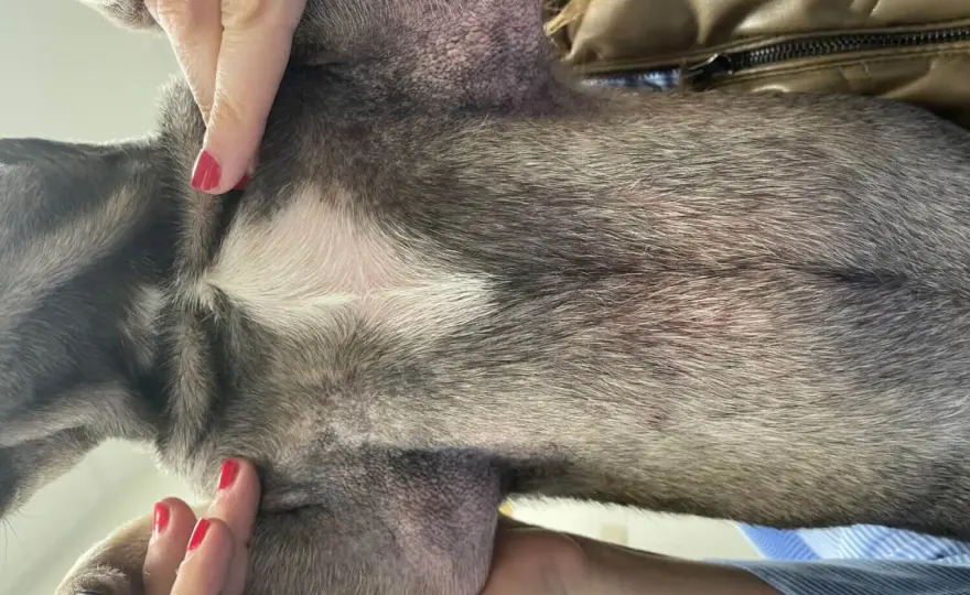 Malassezia cane - Sintomi, cura e prevenzione ricadute