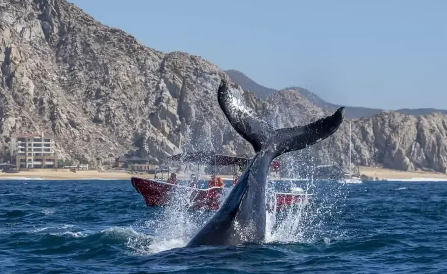Avistamiento de ballenas en España - guía para elegir bien