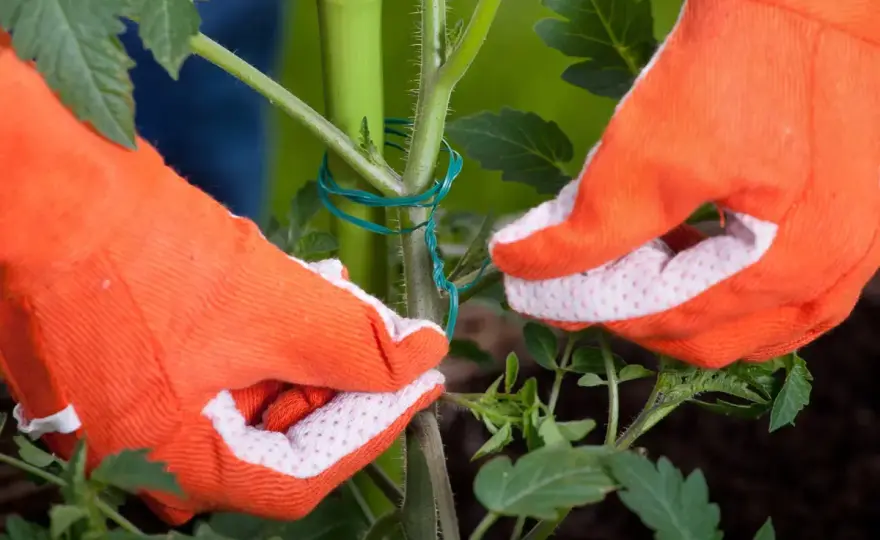 Tuteurer les tomates - Évitez ces erreurs courantes !