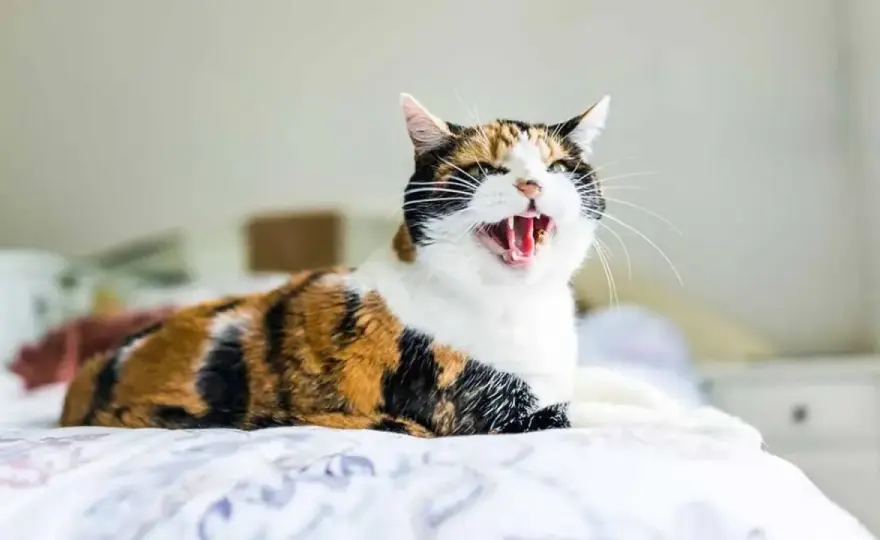 Mi gato bufa al gatito - ¿Qué significa y cómo actuar?