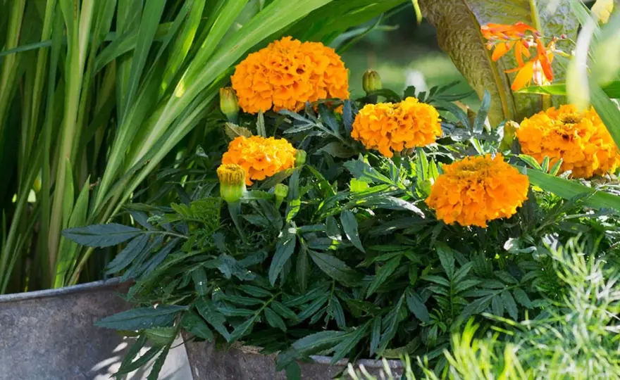 Så tagetes - Få täta, blomrika plantor varje gång