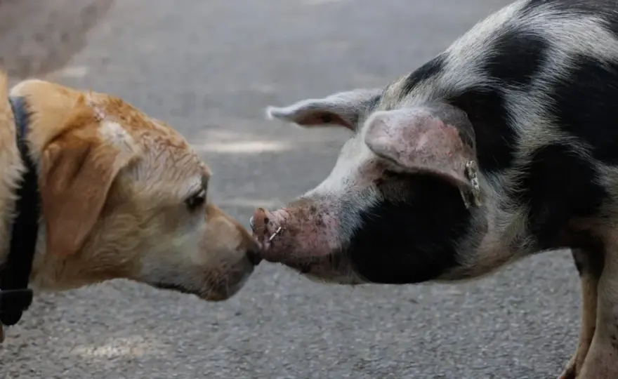 "Chien cochon" à la ferme - Mythes et réalité de la cohabitation
