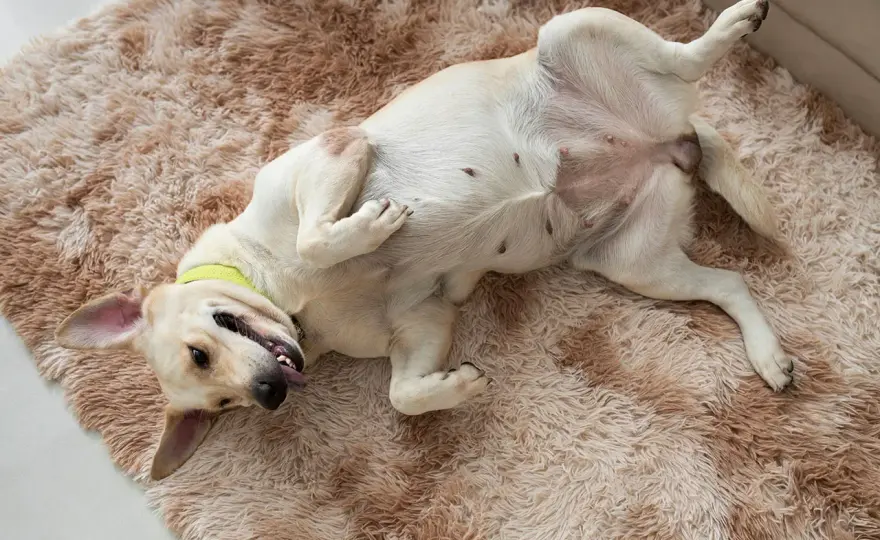 Scheinträchtigkeit beim Hund - was hilft und wann zum Tierarzt