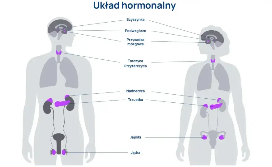 Hormony - Jak działają i jak wspierać układ hormonalny?