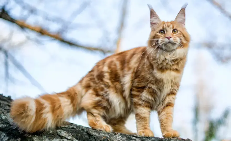 Caractère du Maine Coon - Le géant doux est-il fait pour vous?