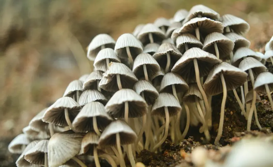 Growkit Golden Teacher - zestaw edukacyjny do obserwacji grzybni