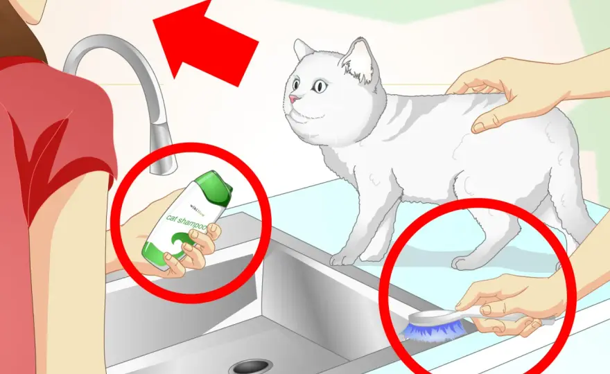 Bañar a un gato: ¿Cuándo sí y cómo no estresarlo?