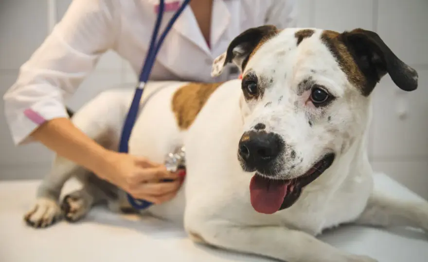Enlarged Heart in Dogs - What It Means & What to Do