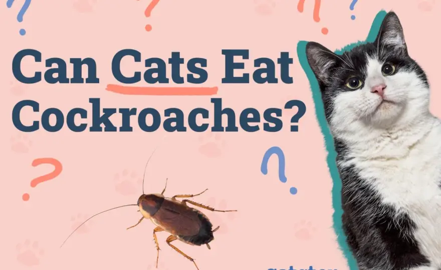 Cat Ate a Cockroach? What to Do & When to Worry