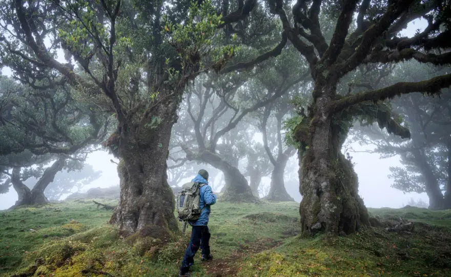 Fanal auf Madeira - der Lorbeerwald im Nebel und seine Wege